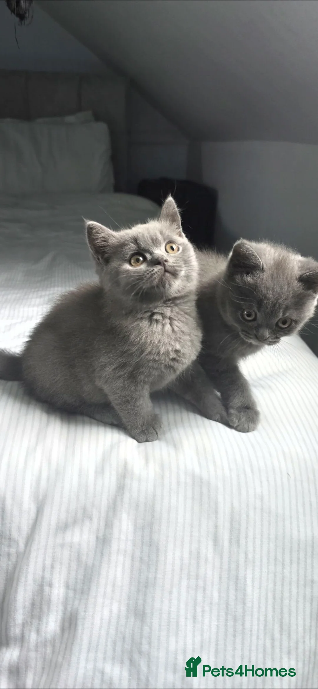 British Shorthair cats for sale:  British  Shorthair  kittens  - Advert 2