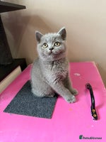 British Shorthair cats - Advert 13