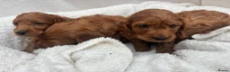 Cavapoo dogs for sale: Cavapoo puppies - Advert 16