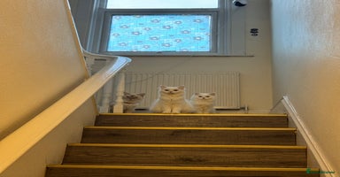 Mixed Breed cats - Advert 11