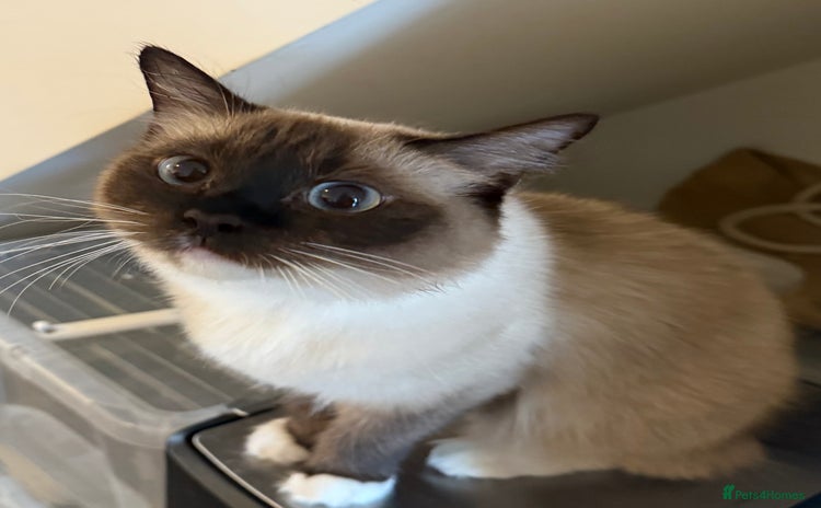 Ragdoll cats - Advert 10