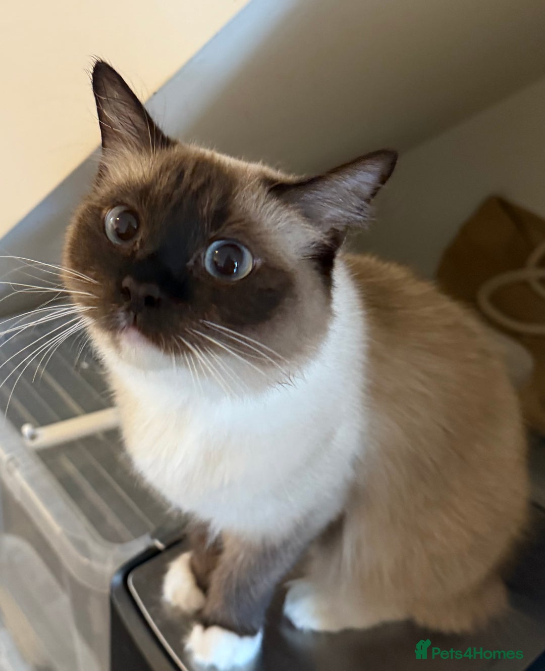Ragdoll cats for sale: 1 year old Ragdoll cat needing a new home - Image 1