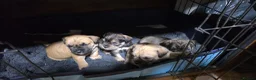 Mixed Breed dogs for sale: Bulldog X 2x females remaining  - Advert 10