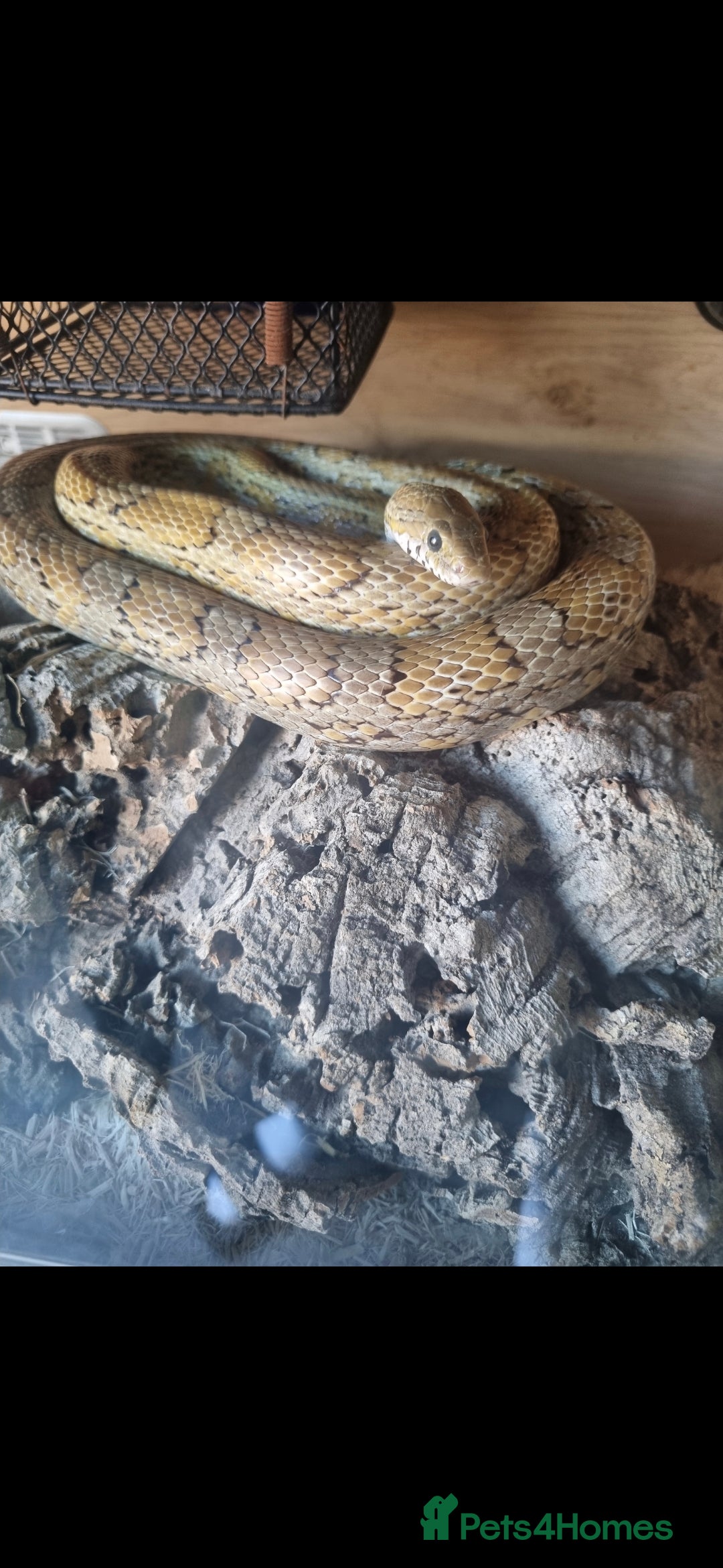 Corn Snake reptiles Female corn snake - Advert 1