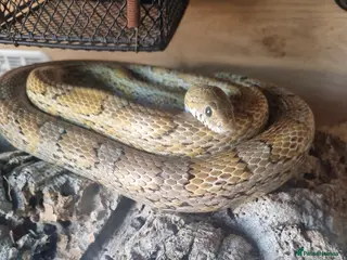 Corn Snake reptiles Female corn snake - Advert 1