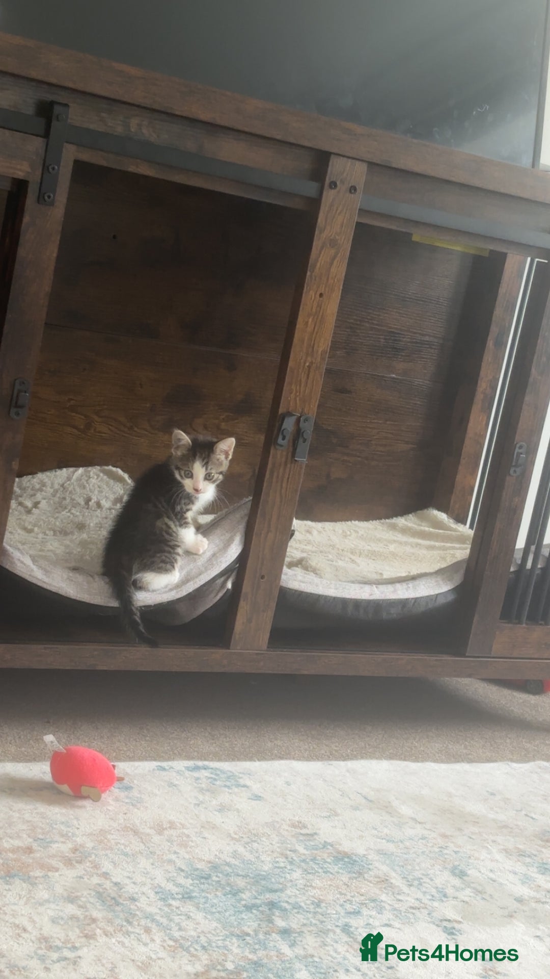 Mixed Breed cats for sale: 4 beautiful kittens  - Image 8