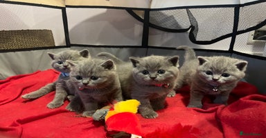 British Shorthair cats - Advert 11