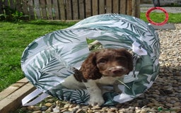 English Springer Spaniel dogs for sale: English Springer Spaniel Puppy 2 - English Springer Spaniel Puppies - Image 19