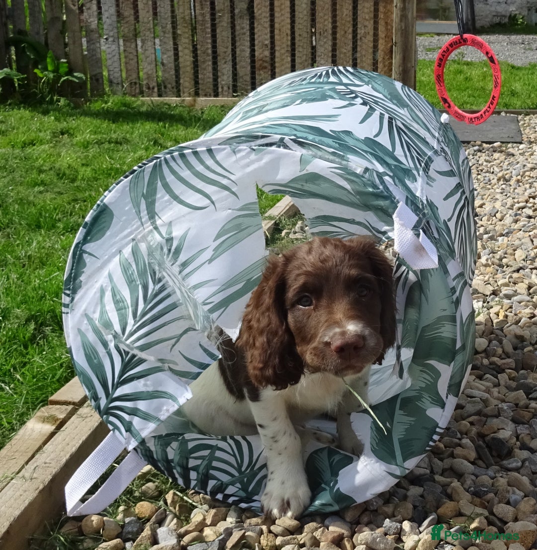 English Springer Spaniel dogs for sale: English Springer Spaniel Puppy 2 - English Springer Spaniel Puppies - Image 19