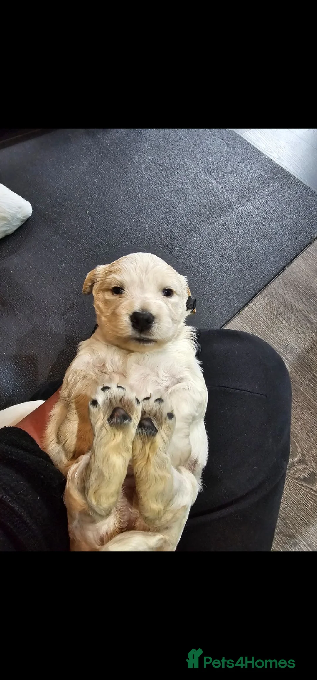 Cocker Spaniel dogs for sale: Beautiful cocker spaniel puppies - Advert 2