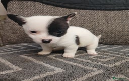 Mixed Breed dogs for sale: Pomeranian cross puppies ready now - Image 1