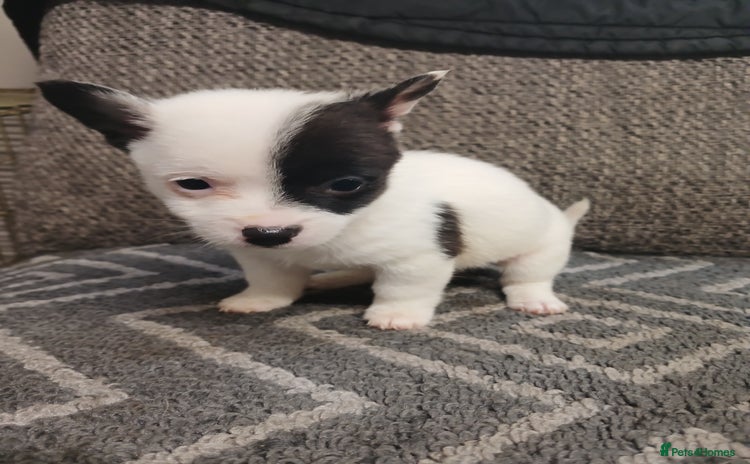 Mixed Breed dogs - Advert 1