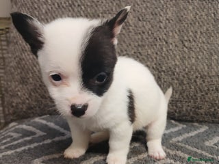 Mixed Breed dogs for sale - Advert 1