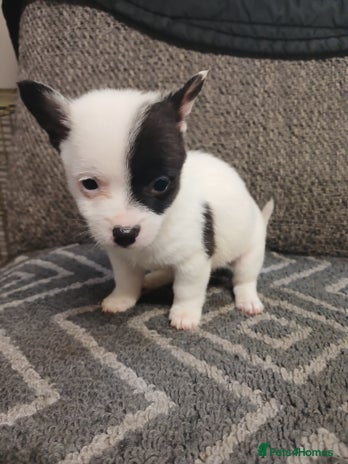 Mixed Breed dogs - Advert 1