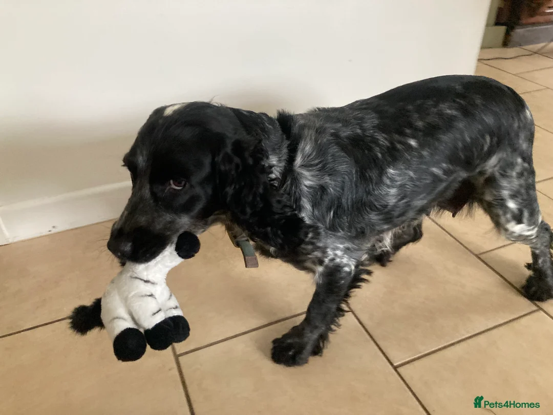 Cocker Spaniel dogs for sale: Beautiful Blue Roan Cocker Spaniel Puppies - Advert 2