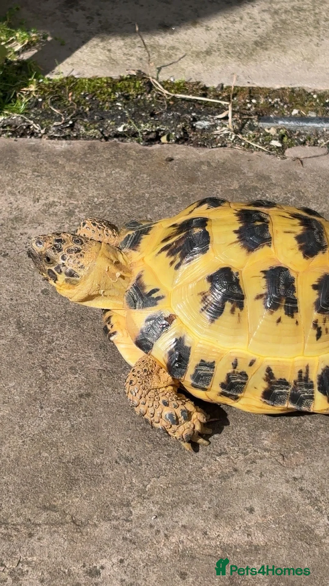 Tortoise reptiles for sale: horsefield tortoise + enclosure - Advert 7