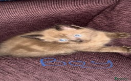 Mixed Breed cats for sale: 4 x Ragdoll mix kitten ready to leave 15/10/25 - Image 4