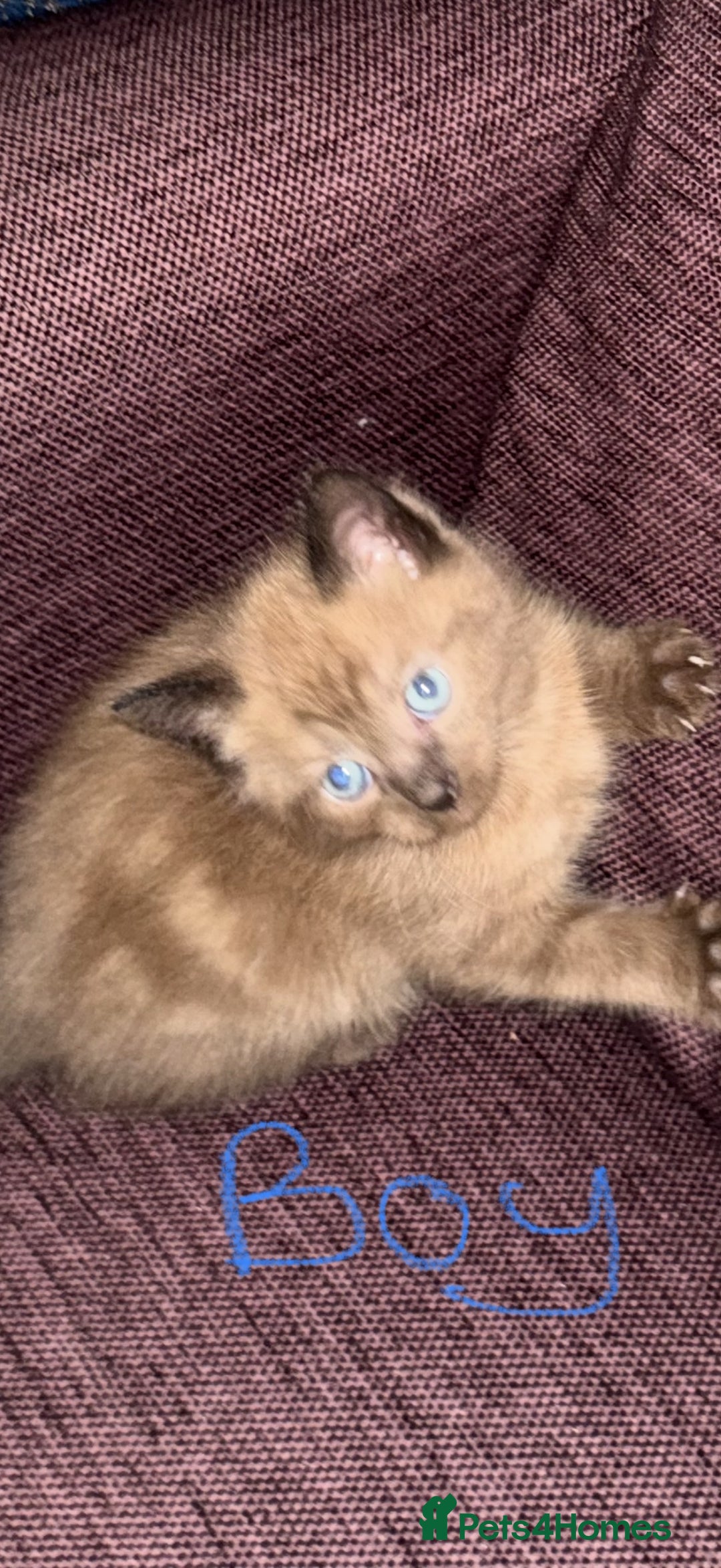 Mixed Breed cats for sale: 4 x Ragdoll mix kitten ready to leave 15/10/25 - Image 4