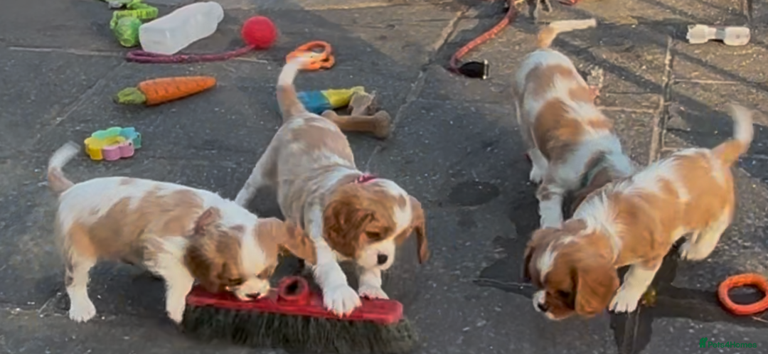 Cavalier King Charles Spaniel dogs for sale: Cavalier King Charles  - Image 22