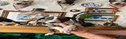 English Bull Terrier dogs for sale: English bull terrier puppies - Advert 8