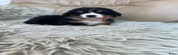 Bernese Mountain Dog dogs for sale: Stunning boys and girls - Advert 8