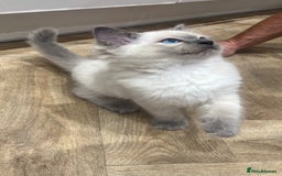 Ragdoll cats for sale: 💙🏆 1 x Beautiful Blue Ragdoll Boy Remaining 💙🏆 in Colwyn Bay - Image 4