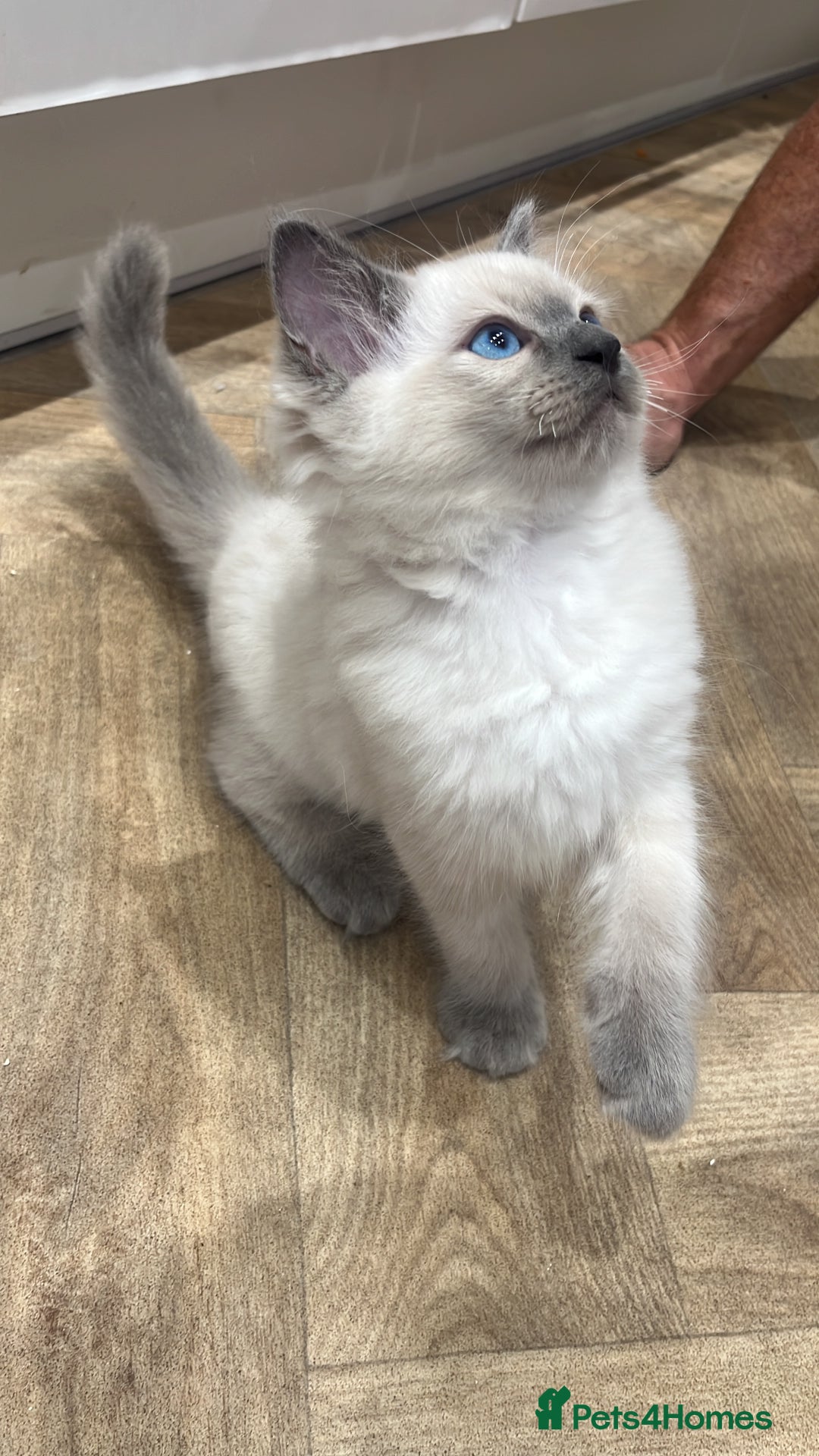 Ragdoll cats for sale: 💙🏆 1 x Beautiful Blue Ragdoll Boy Remaining 💙🏆 in Colwyn Bay - Image 4
