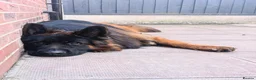 German Shepherd dogs for stud: Long hair KC registered Stud - Advert 2