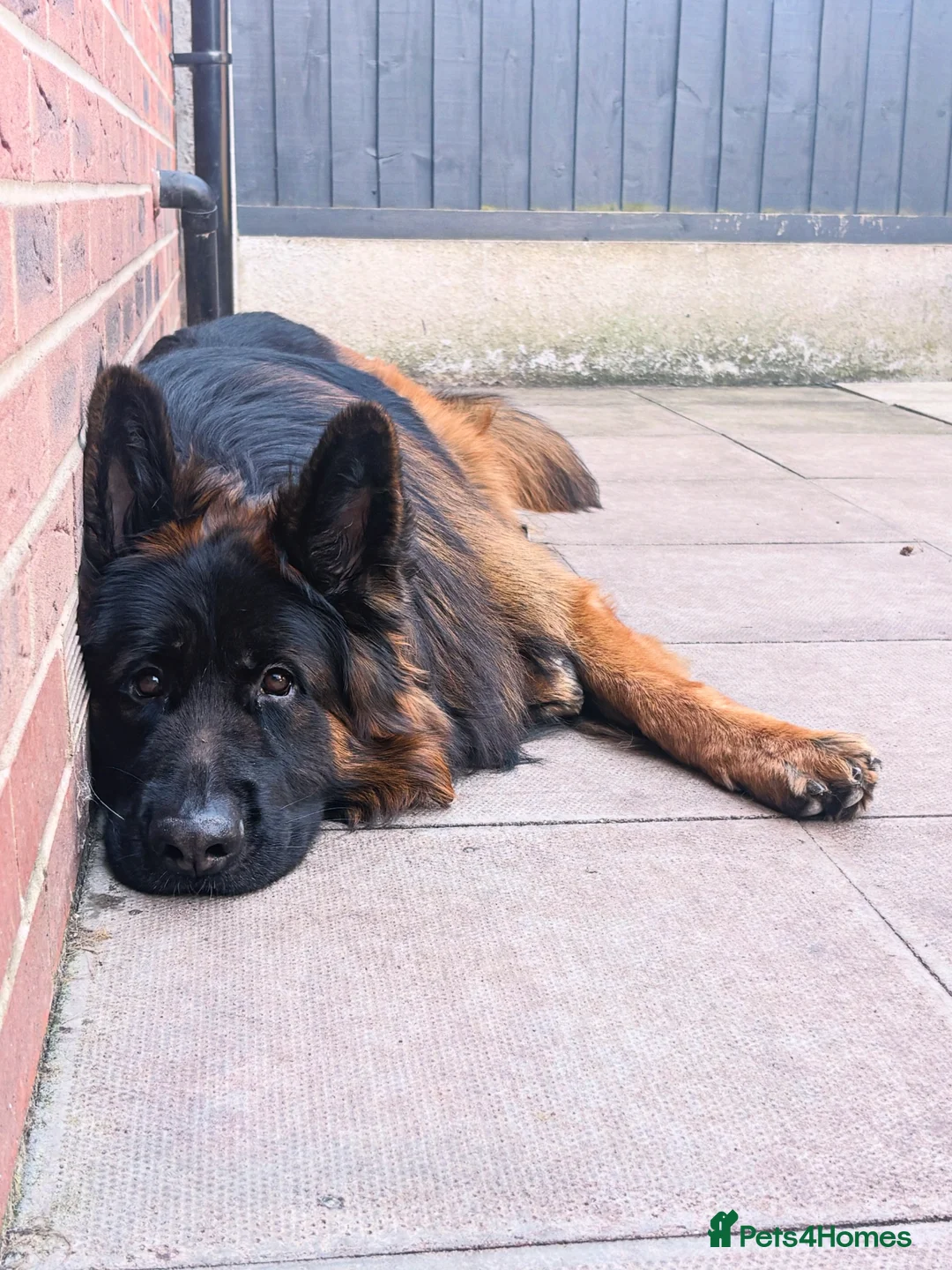 German Shepherd dogs for stud: Long hair KC registered Stud - Advert 2
