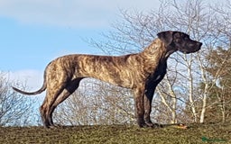 Great Dane dogs for sale: Stunning Brindle/Fawn Great Dane Waiting List Open - Image 2