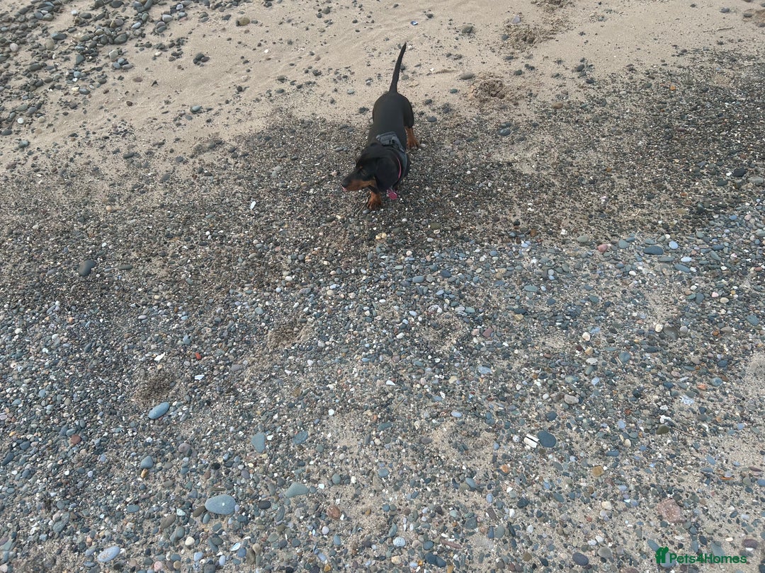 Miniature Dachshund dogs for sale: Dolly 1 year old  - Advert 3