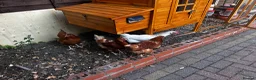 Chickens poultry for sale: 4 Hens for £70 in Manchester - Advert 34