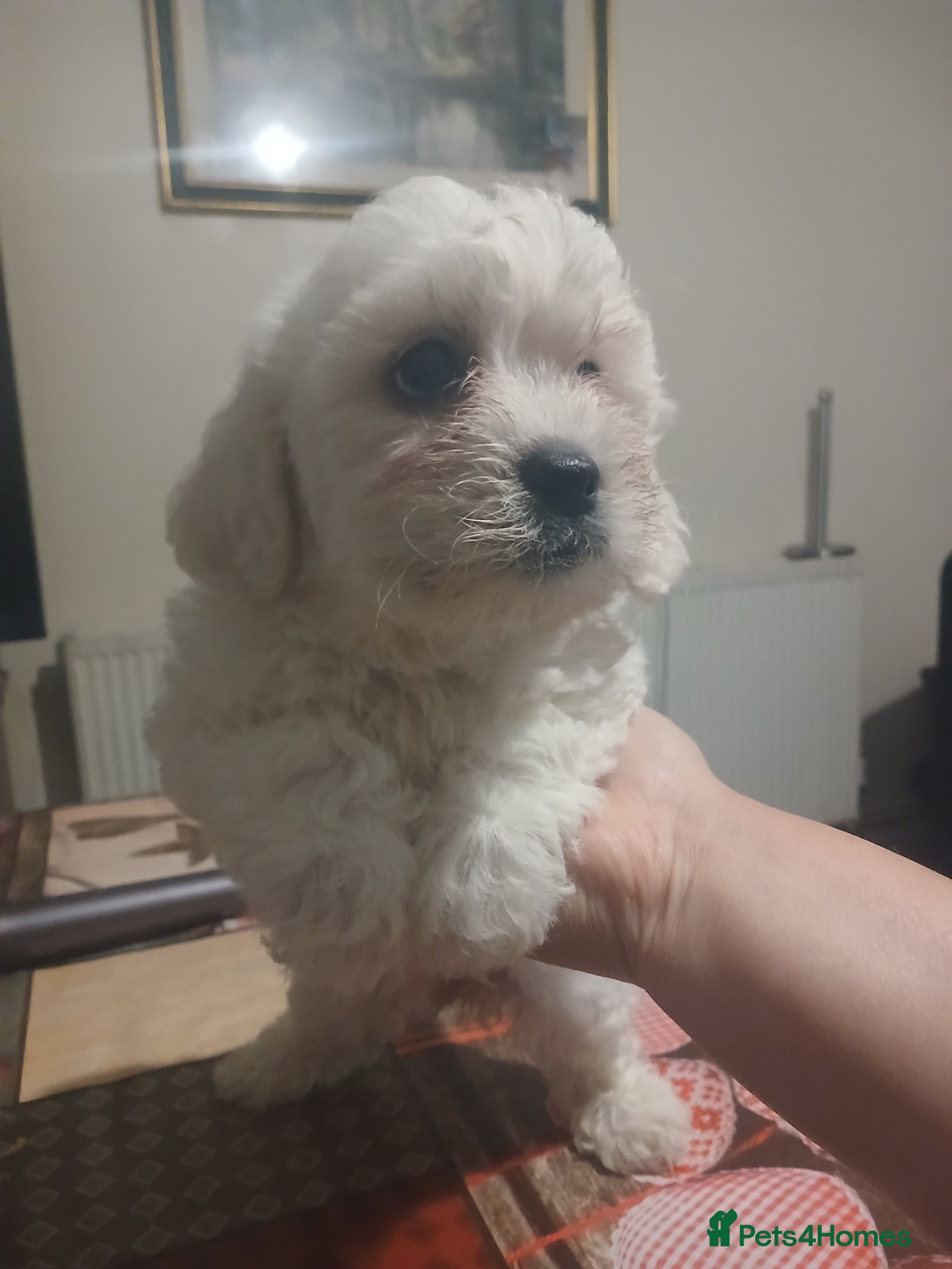Bichon Frise dogs Adorable Bichon Puppies Looking for Homes! 🐾 - Advert 2