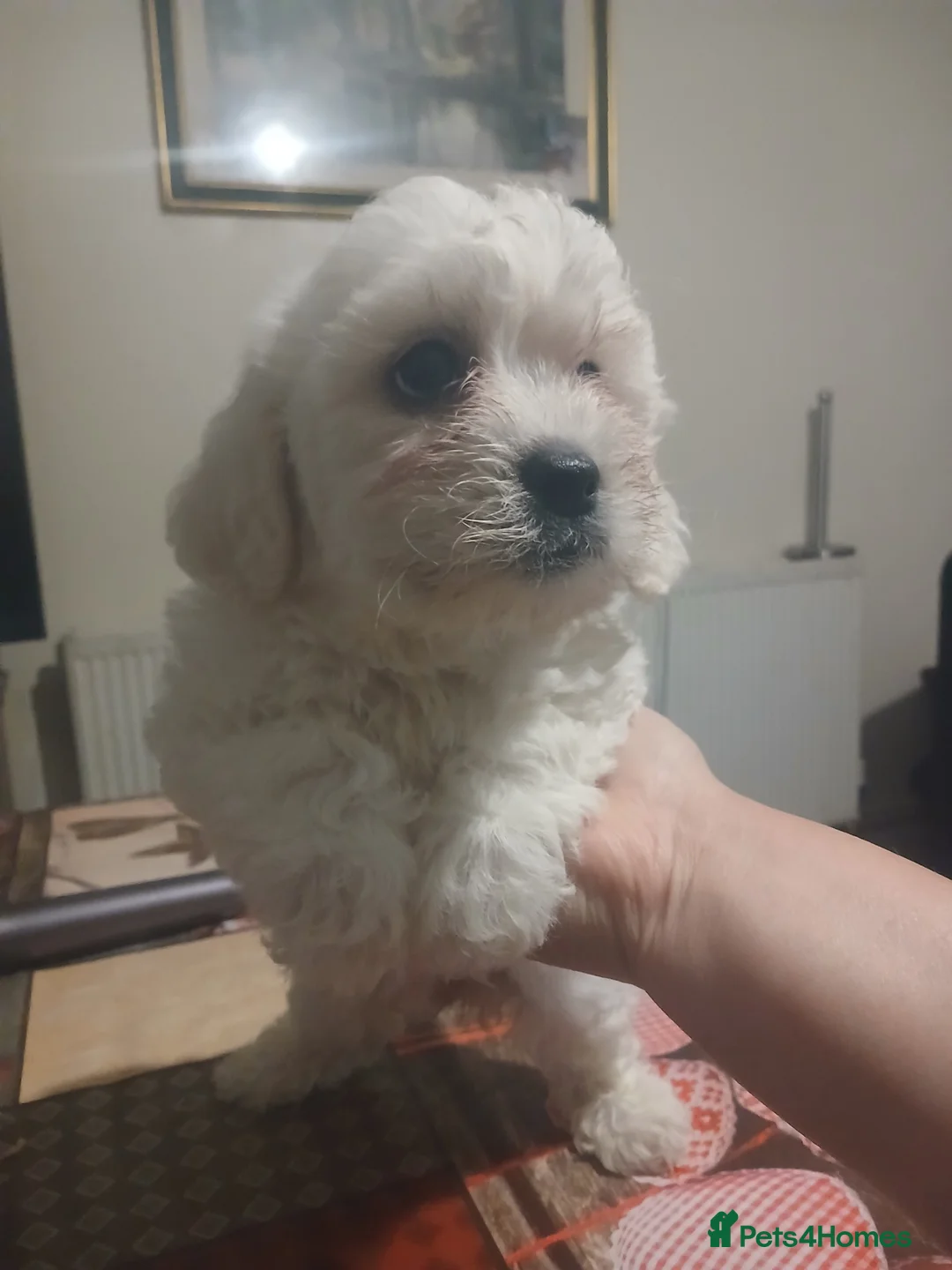 Bichon Frise dogs for sale: Adorable Bichon Puppies Looking for Homes! 🐾 in Stourbridge - Advert 2