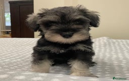 Miniature Schnauzer dogs for sale: Miniature Schnauzers Puppies - Image 5