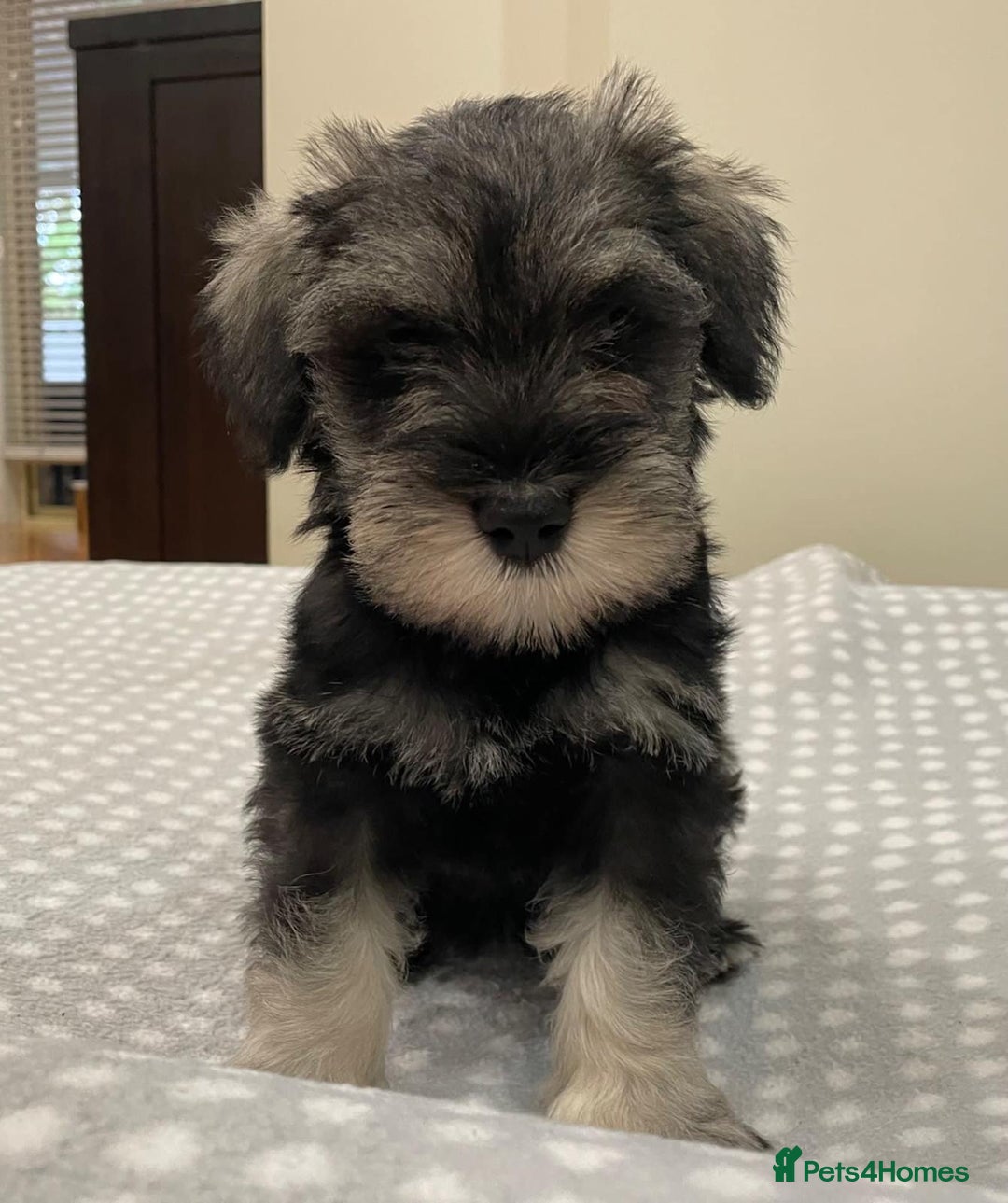 Miniature Schnauzer dogs for sale: Miniature Schnauzers Puppies - Image 5