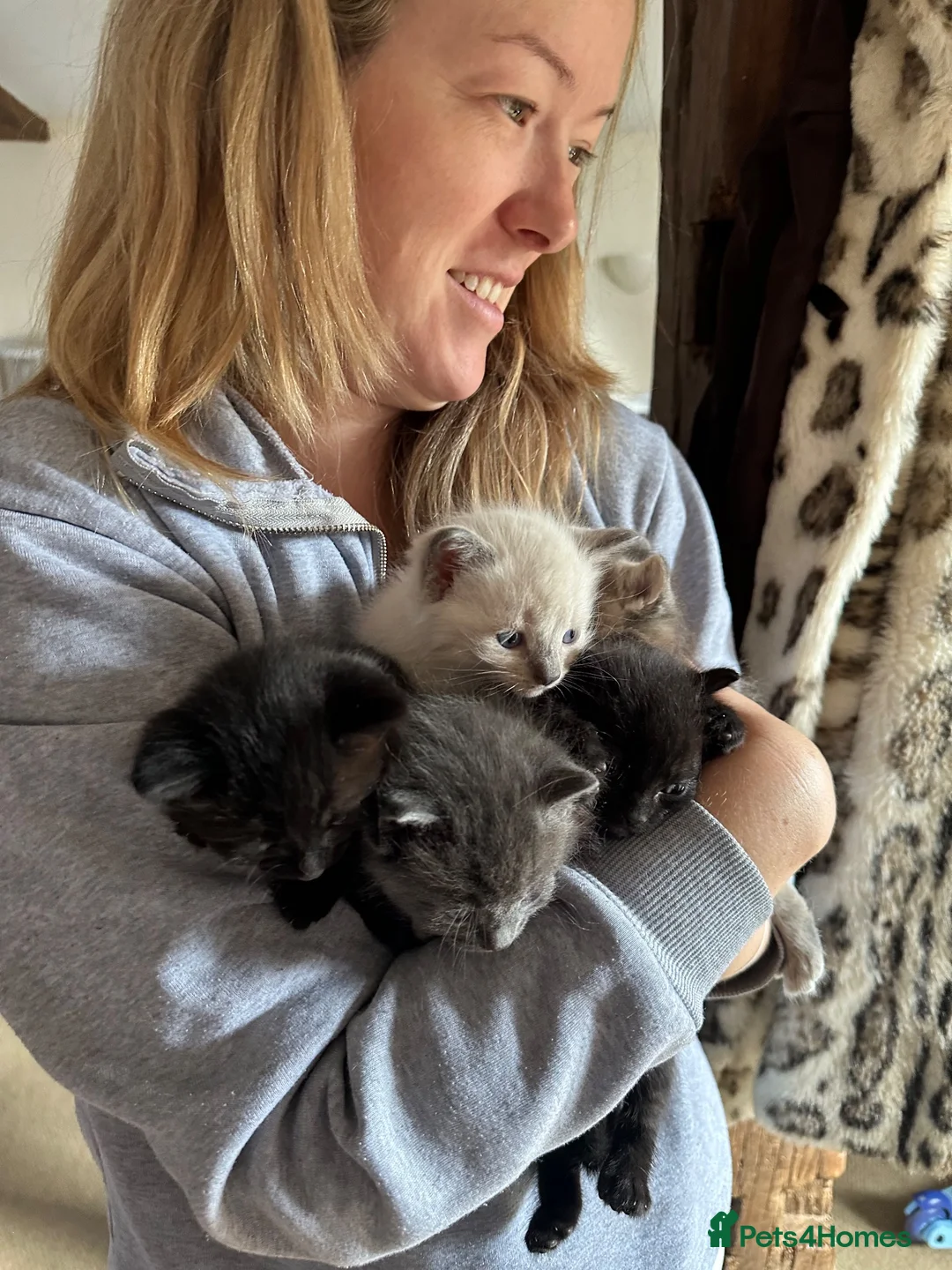 Mixed Breed cats for sale: Mixed breed Kittens  - Advert 8