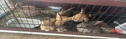 Continental Giant rabbits for sale: Giant continental x French lop - Advert 6