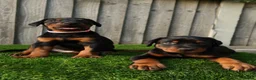 Dobermann dogs for sale: Quality European Dobermann Puppies - 2 Remaining - Advert 12