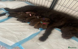 Mixed Breed dogs for sale: 🐾 Beautiful Puppies Looking 4 A Forever Homes 🐾 - Image 5