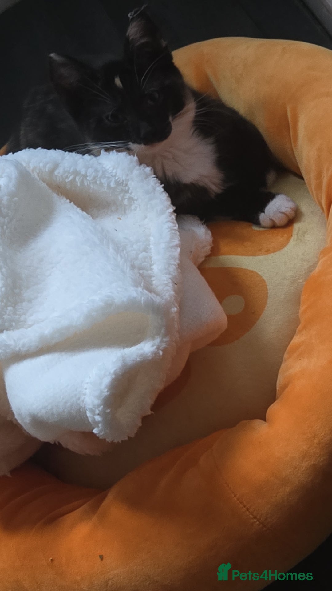 Mixed Breed cats for sale: Kitten for sale - Image 2