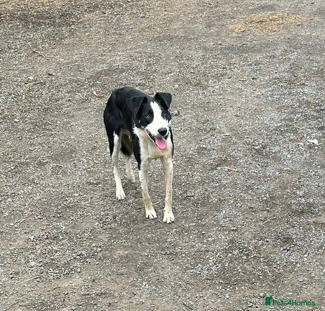 Border Collie dogs for sale: Active border terrier for re homing  - Image 2