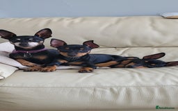 Miniature Pinscher dogs for sale: Beautiful Miniature pinscher Puppies  - Image 23