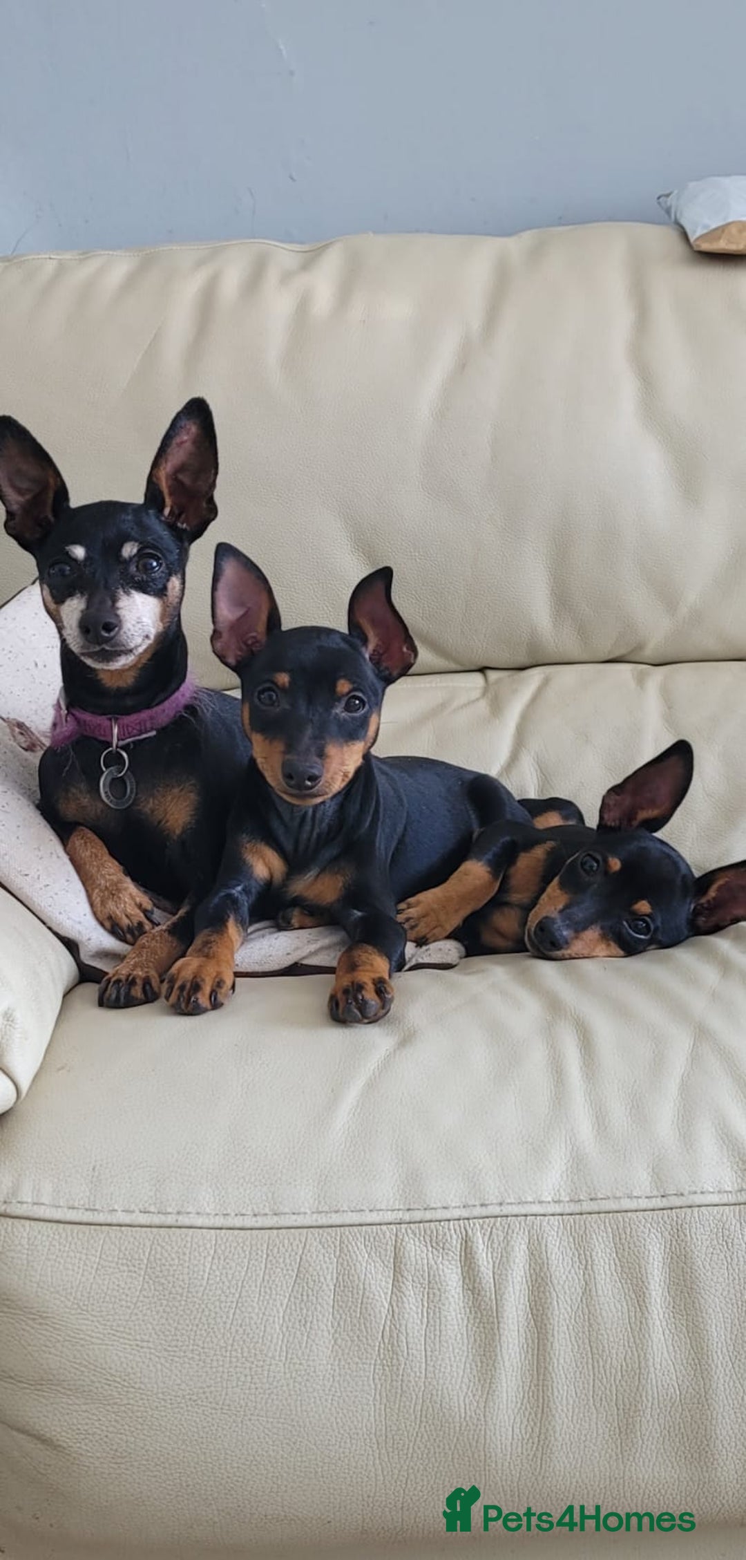 Miniature Pinscher dogs for sale: Beautiful Miniature pinscher Puppies  - Image 23