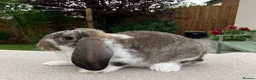 French Lop rabbits for sale: Young French Lops - Advert 3