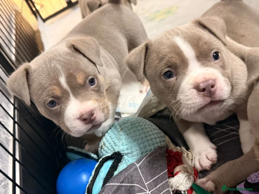 American Bully dogs for sale: American pocket bully’s 🇺🇸 🦍 - Advert 10