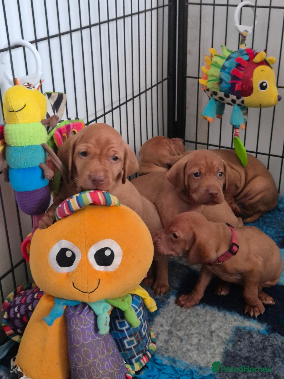 Hungarian Vizsla dogs for sale: Gorgeous Vizsla puppies - Image 3