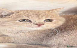 British Shorthair cats for sale: Bsh Cute Teddy Bears  - Advert 12