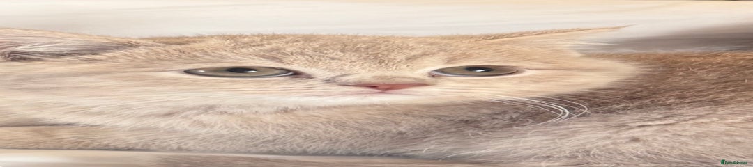 British Shorthair Kitten 1