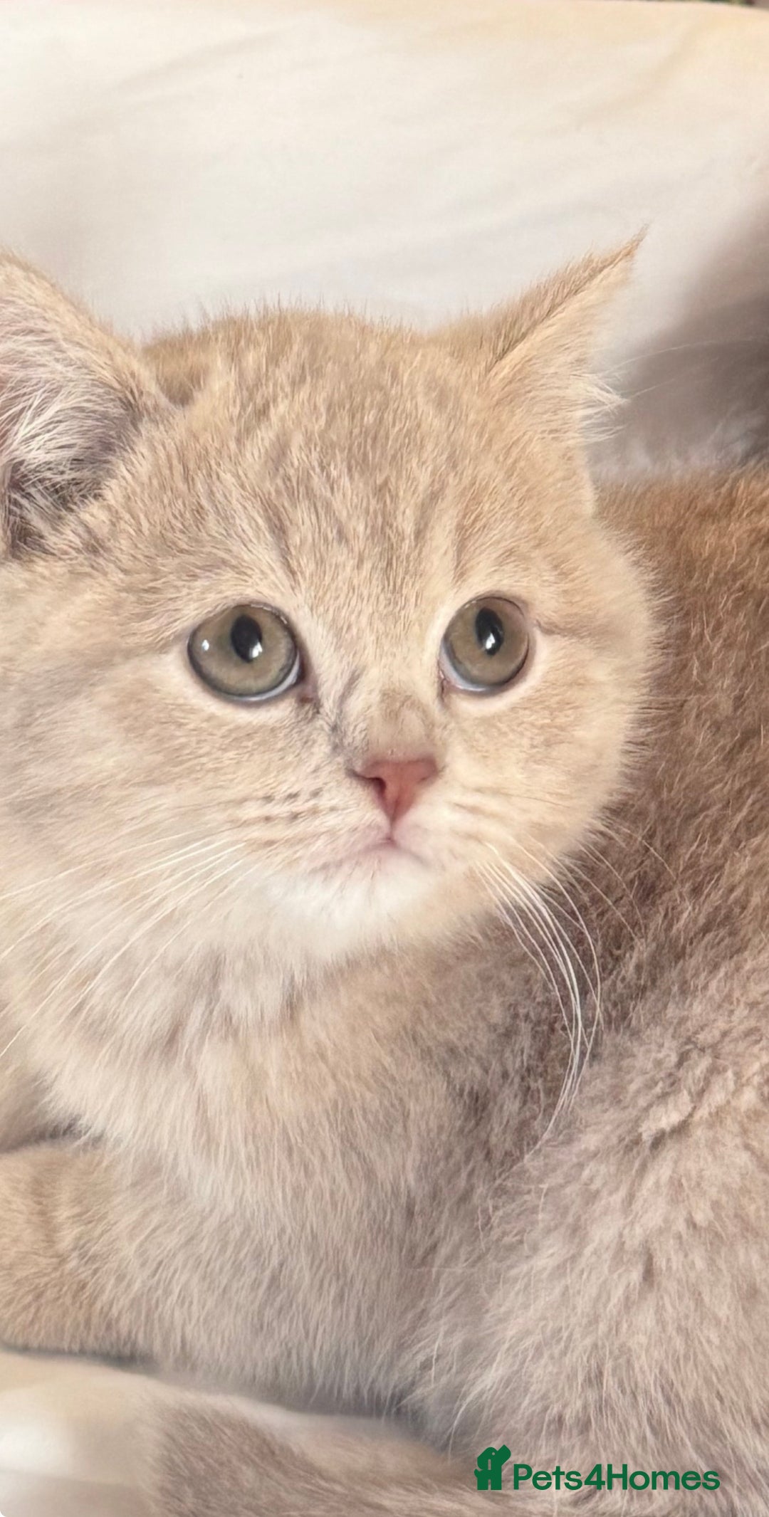 British Shorthair cats for sale: Bsh Cute Teddy Bears  - Advert 12